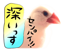 Dog Talk!!with friends, Photos,Japanese sticker #14254394