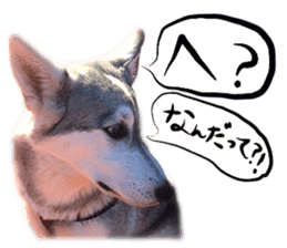 Dog Talk!!with friends, Photos,Japanese sticker #14254399