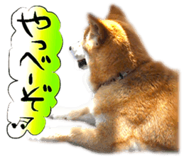 Dog Talk!!with friends, Photos,Japanese sticker #14254400
