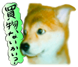 Dog Talk!!with friends, Photos,Japanese sticker #14254402