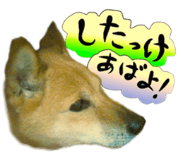 Dog Talk!!with friends, Photos,Japanese sticker #14254405