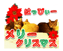 Cat of Roux.<New Years> sticker #14254462