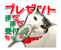 Cat of Roux.<New Years> sticker #14254463