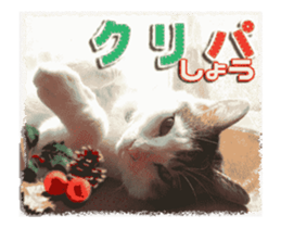 Cat of Roux.<New Years> sticker #14254465