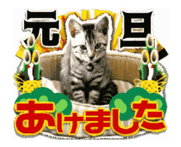 Cat of Roux.<New Years> sticker #14254467