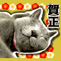 Cat of Roux.<New Years>