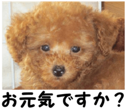I am ToyPoodle!! sticker #14256375