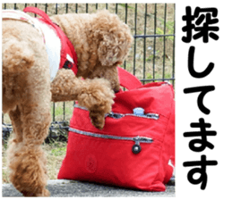 I am ToyPoodle!! sticker #14256377