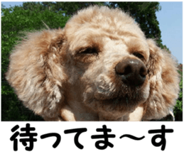 I am ToyPoodle!! sticker #14256378