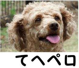 I am ToyPoodle!! sticker #14256379