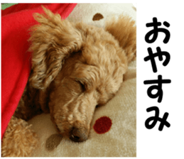 I am ToyPoodle!! sticker #14256381