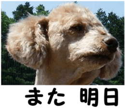 I am ToyPoodle!! sticker #14256382