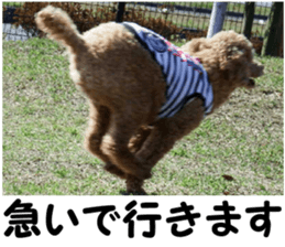 I am ToyPoodle!! sticker #14256383