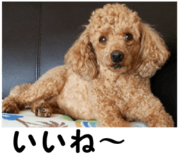 I am ToyPoodle!! sticker #14256384
