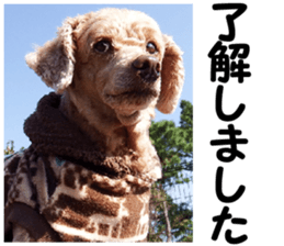 I am ToyPoodle!! sticker #14256385