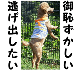 I am ToyPoodle!! sticker #14256386