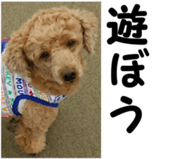 I am ToyPoodle!! sticker #14256387