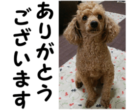 I am ToyPoodle!! sticker #14256388