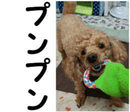 I am ToyPoodle!! sticker #14256389