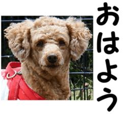 I am ToyPoodle!! sticker #14256391