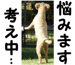 I am ToyPoodle!! sticker #14256392