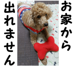 I am ToyPoodle!! sticker #14256393