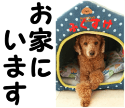 I am ToyPoodle!! sticker #14256394