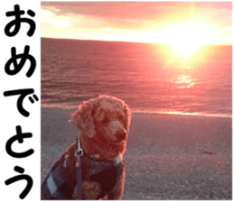 I am ToyPoodle!! sticker #14256395