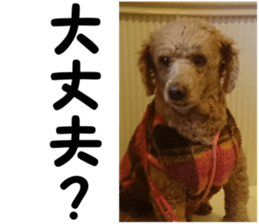 I am ToyPoodle!! sticker #14256396