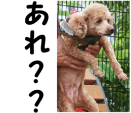 I am ToyPoodle!! sticker #14256397