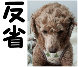 I am ToyPoodle!! sticker #14256398