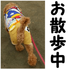 I am ToyPoodle!! sticker #14256399
