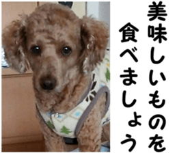 I am ToyPoodle!! sticker #14256400