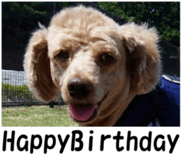 I am ToyPoodle!! sticker #14256401