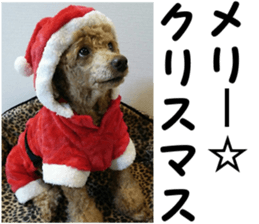 I am ToyPoodle!! sticker #14256402