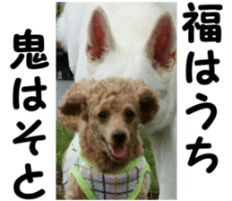 I am ToyPoodle!! sticker #14256403