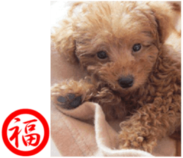 I am ToyPoodle!! sticker #14256404