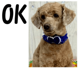 I am ToyPoodle!! sticker #14256405