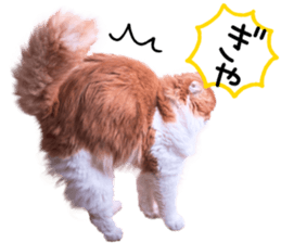 Qoo-chan3 sticker #14258009