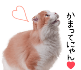 Qoo-chan3 sticker #14258010