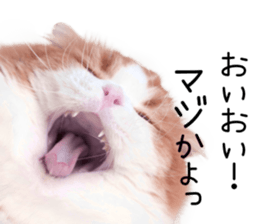 Qoo-chan3 sticker #14258014