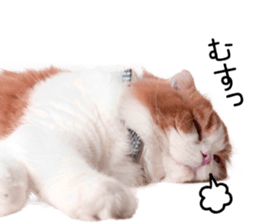 Qoo-chan3 sticker #14258017