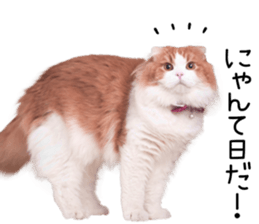 Qoo-chan3 sticker #14258018