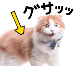 Qoo-chan3 sticker #14258019