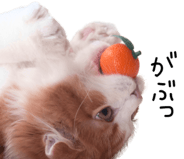 Qoo-chan3 sticker #14258021