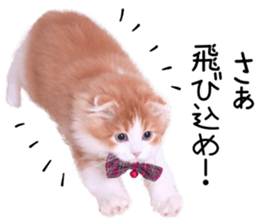 Qoo-chan3 sticker #14258028