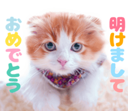 Qoo-chan3 sticker #14258034