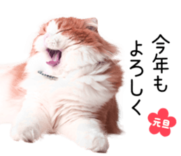 Qoo-chan3 sticker #14258035