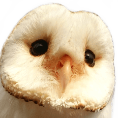 barn owl,lulu,belle,sue