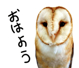 barn owl,lulu,belle,sue sticker #14259934